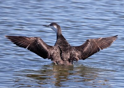 Red-throated Loon
