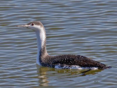 Red-throated Loon