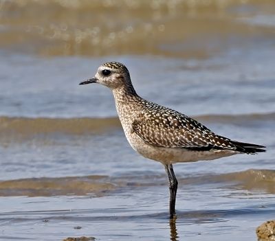 American Golden-Plover
