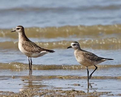 American Golden-Plover