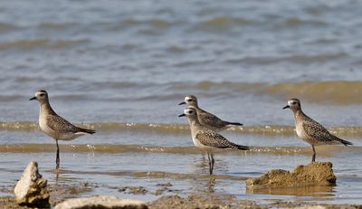 American Golden-Plover