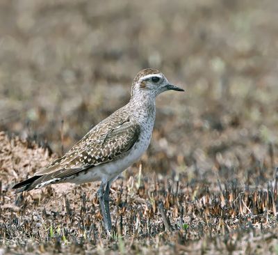 American Golden-Plover