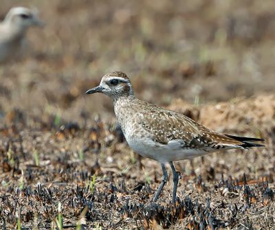American Golden-Plover
