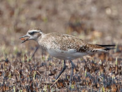 American Golden-Plover
