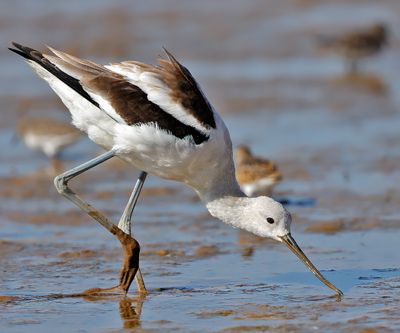 American Avocet