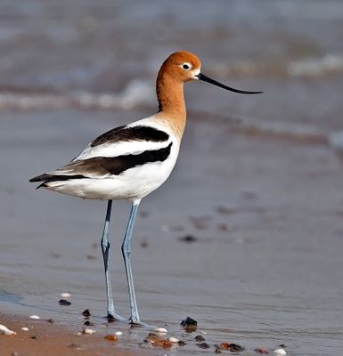 American Avocet