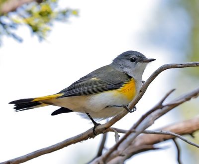 American Redstart