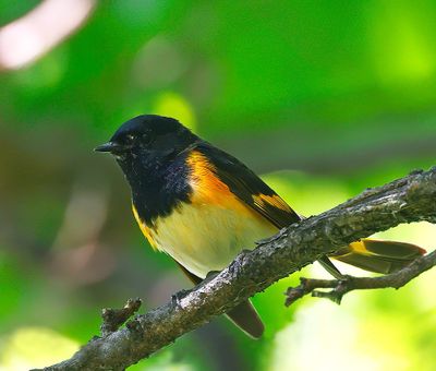 American Redstart