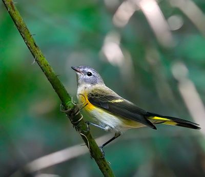 American Redstart