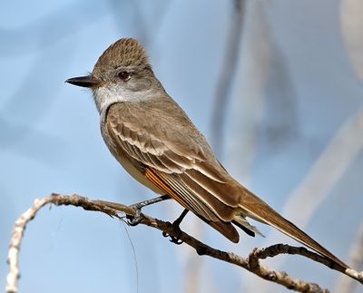 Ash-throated Flycatcher