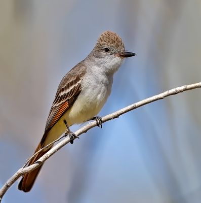 Ash-throated Flycatcher