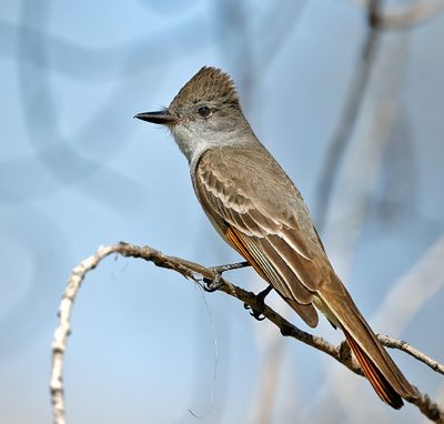 Ash-throated Flycatcher