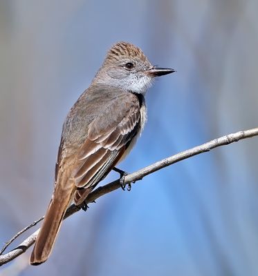 Ash-throated Flycatcher