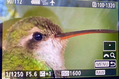 Broad-billed Hummingbird