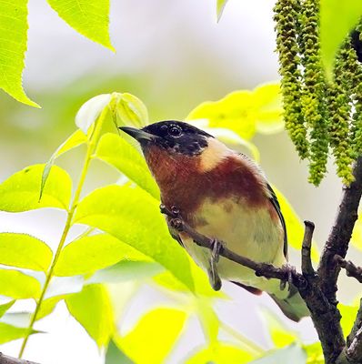 Bay-breasted Warbler