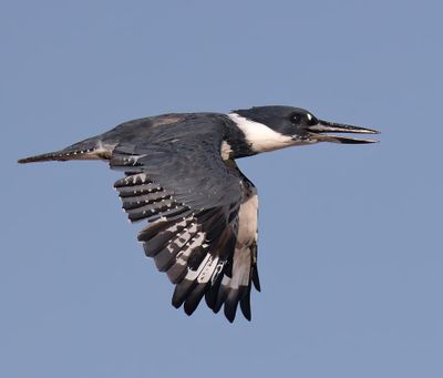 Belted Kingfisher