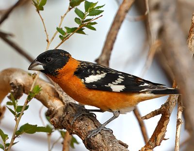 Black-headed Grosbeak