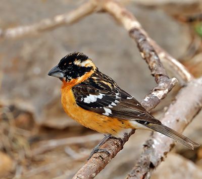 Black-headed Grosbeak