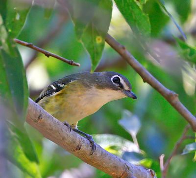 Blue-headed Vireo