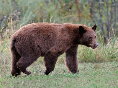 Black Bear