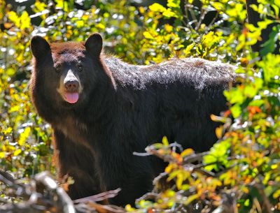 Black Bear