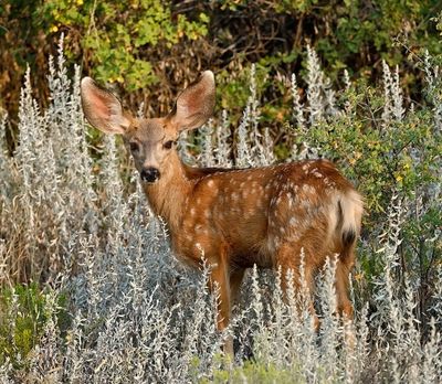 Mule Deer