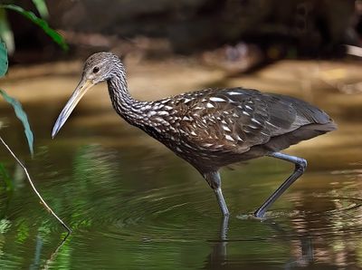 Limpkin