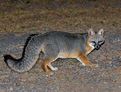 Gray Fox