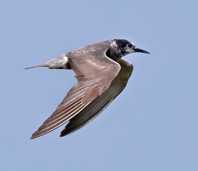 Black Tern