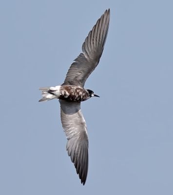 Black Tern