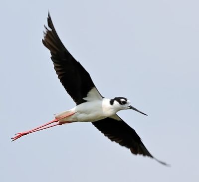 Black-necked Stilt