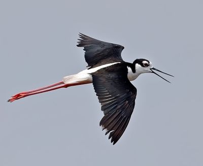 Black-necked Stilt