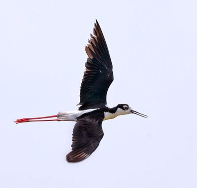 Black-necked Stilt