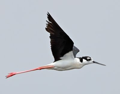 Black-necked Stilt