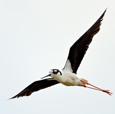 Black-necked Stilt