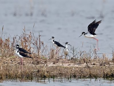 Black-necked Stilts