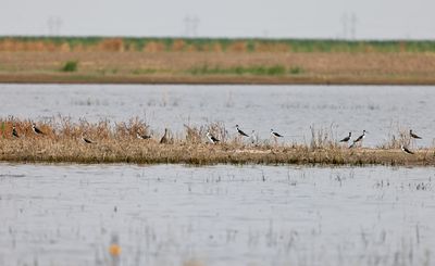 Black-necked Stilts