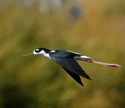 Black-necked Stilt
