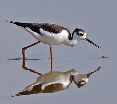 Black-necked Stilt