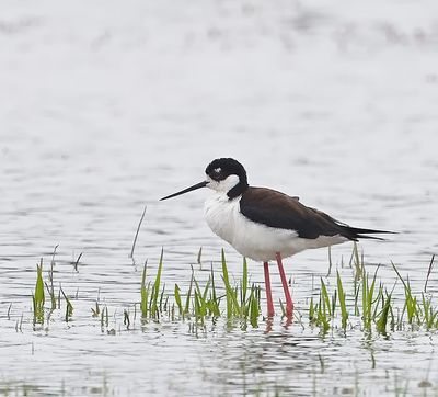 Black-necked Stilt
