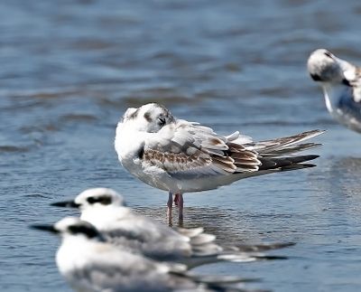 Bonaparte's Gull
