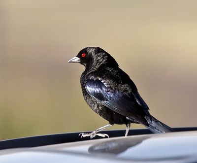 Bronzed Cowbird