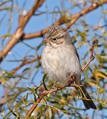 Brewer's Sparrow