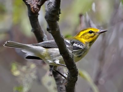 Black-throated Green Warbler