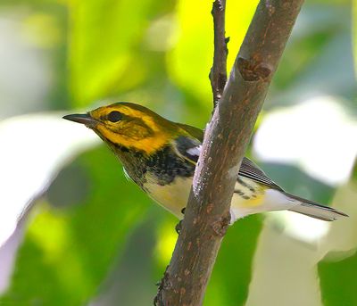 Black-throated Green Warbler