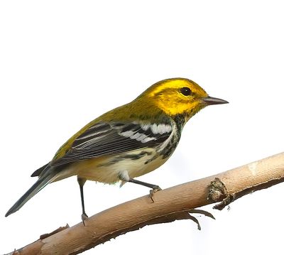 Black-throated Green Warbler