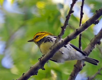 Black-throated Green Warbler