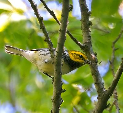 Black-throated Green Warbler
