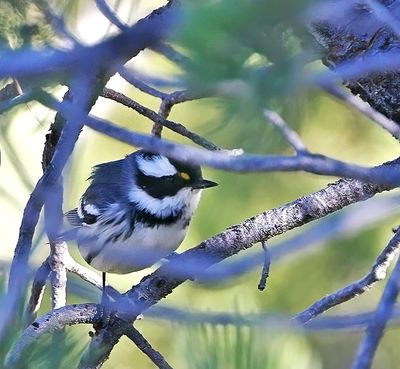 Black-throated Gray Warbler
