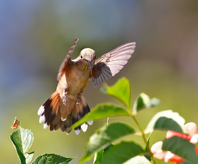 Broad-tailed Hummingbird